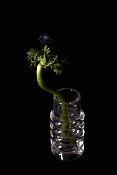 Press Stem Vase 透明玻璃花瓶特寫，瓶中插有單枝帶有綠莖的紫色白頭翁花朵，突顯花瓶對花材線條的襯托。