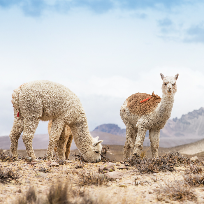 Elvang His & Her Alpaca Wool Scarves 30x200cm 100% 雙重個性系列 素面 超輕量 羊駝毛 圍巾