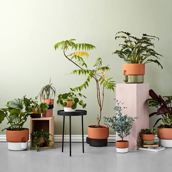 Northern Oasis 花盆 (大) Northern - 潤舍．生活家居 Luxury Life